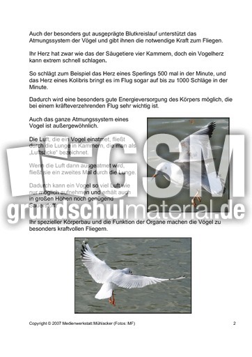 Skelett-Körperbau-Organe-2.pdf